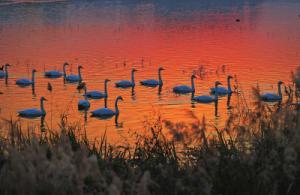 來約！萬只白天鵝在三門峽等你